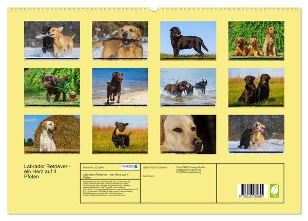 Produktbild: Labrador Retriever - ein Herz auf 4 Pfoten (hochwertiger Premium Wandkalender 2026 DIN A2 quer), Kunstdruck in Hochglanz