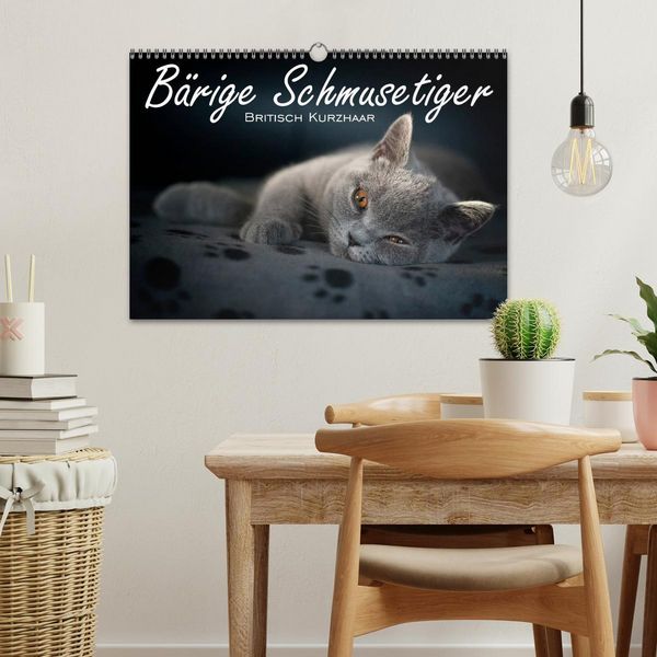 Produktbild: B&auml;rige Schmusetiger - Britisch Kurzhaar (Wandkalender 2026 DIN A3 quer), CALVENDO Monatskalender