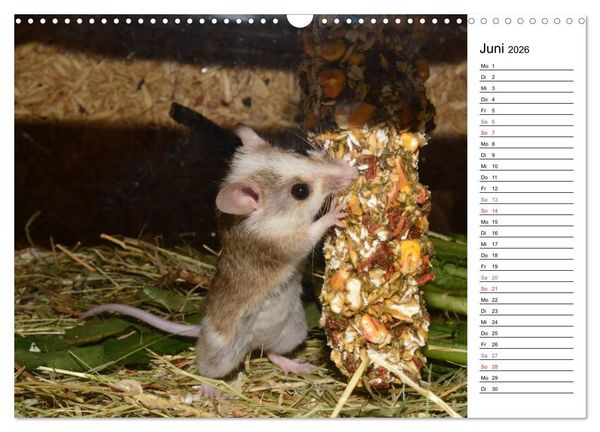 Produktbild: Mausebande (Wandkalender 2026 DIN A3 quer), CALVENDO Monatskalender