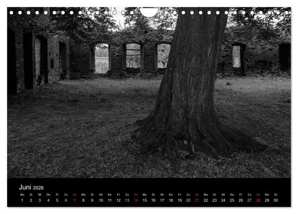Produktbild: B&auml;ume trees 2026 (Wandkalender 2026 DIN A4 quer), CALVENDO Monatskalender