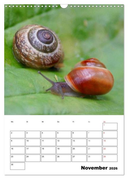 Produktbild: Die geheimnisvolle Welt der Schnecken (Wandkalender 2026 DIN A3 hoch), CALVENDO Monatskalender