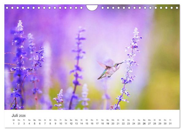 Produktbild: Kolibris - wahre Luftakrobaten (Wandkalender 2026 DIN A4 quer), CALVENDO Monatskalender