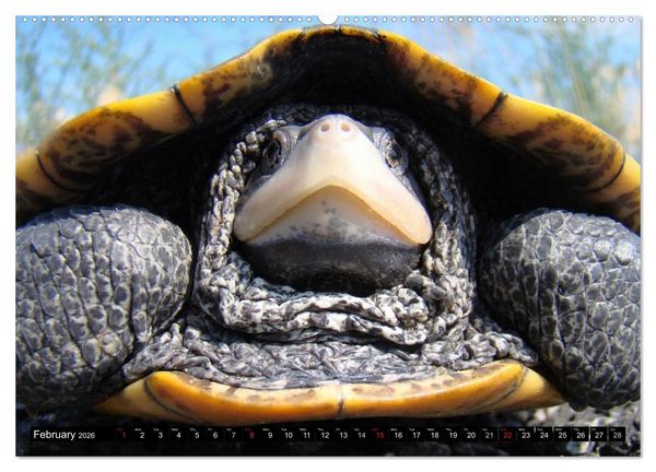 Produktbild: Turtles and Tortoises - Armored pacifists (High Quality Premium Wall Calendar 2026 DIN A2 landscape),CALVENDO 12 Month Wall Calendar