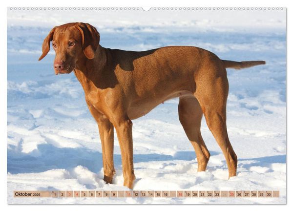 Produktbild: Magyar Vizsla - Vielseitiger Jagdhund mit Familienanschluss (hochwertiger Premium Wandkalender 2026 DIN A2 quer), Kunstdruck in Hochglanz