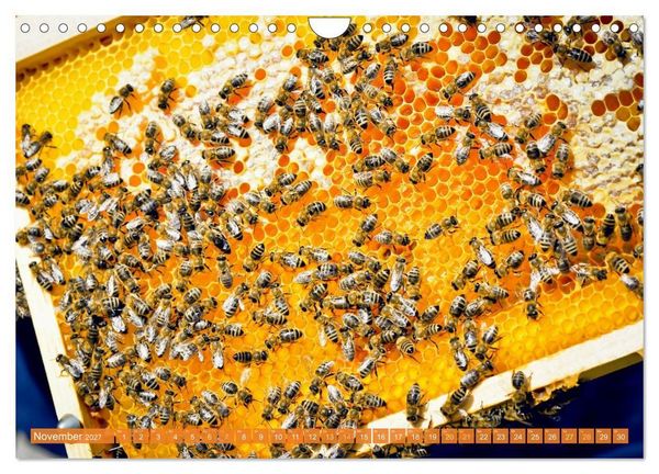 Produktbild: Ein Leben f&uuml;r den Honig: Bienen und Imker (Wandkalender 2027 DIN A4 quer), CALVENDO Monatskalender