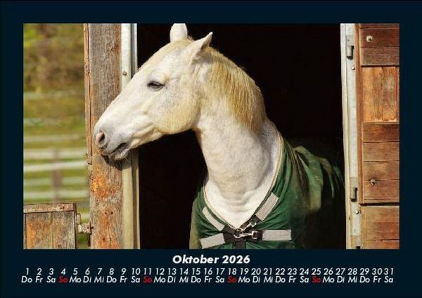 Produktbild: Pferde Kalender 2026 Fotokalender DIN A5