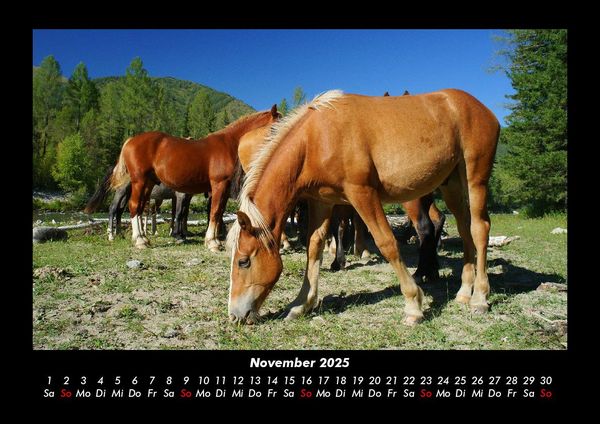 Produktbild: Die Welt der Pferde 2025 Fotokalender DIN A3