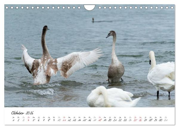 Produktbild: Vom K&uuml;ken zum Schwan (Wandkalender 2026 DIN A4 quer), CALVENDO Monatskalender