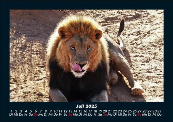 Produktbild: L&ouml;wen in der Wildnis 2025 Fotokalender DIN A5