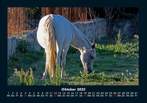 Produktbild: Die Welt der Pferde 2025 Fotokalender DIN A4