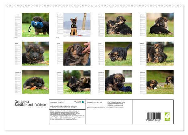Produktbild: Deutscher Sch&auml;ferhund - Welpen (hochwertiger Premium Wandkalender 2026 DIN A2 quer), Kunstdruck in Hochglanz