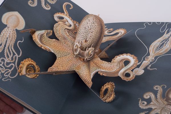 Wunderwesen aus der Tiefe. Ernst Haeckel