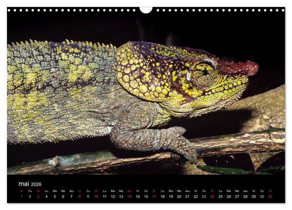 Produktbild: Cam&eacute;l&eacute;ons - Petits dragons d'Afrique. (Calendrier mural 2026 DIN A3 vertical), CALVENDO calendrier mensuel