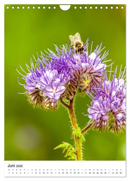 Produktbild: BIENEN - Kleine N&uuml;tzlinge ganz nah (Wandkalender 2026 DIN A4 hoch), CALVENDO Monatskalender