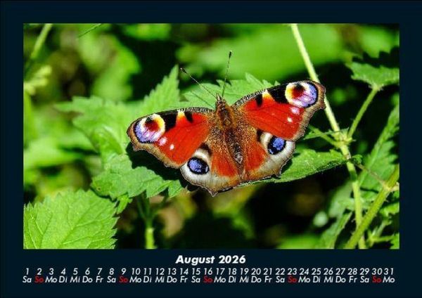 Produktbild: Bunte Pracht der Schmetterlinge 2026 Fotokalender DIN A5