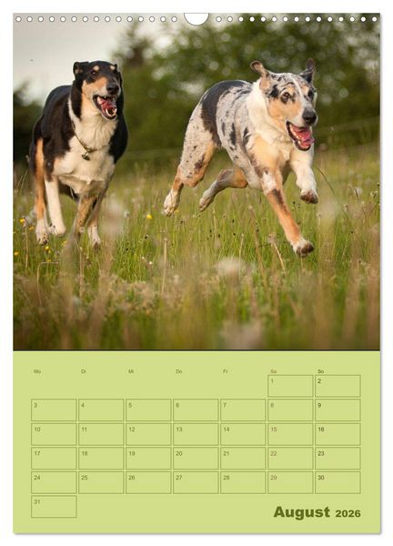 Produktbild: Kurzhaarcollies (Wandkalender 2026 DIN A3 hoch), CALVENDO Monatskalender