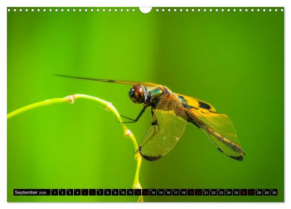 Produktbild: Singapurs Tierwelt (Wandkalender 2026 DIN A3 quer), CALVENDO Monatskalender
