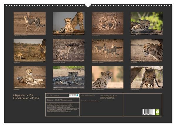 Produktbild: Geparden - Die Sch&ouml;nheiten Afrikas (Wandkalender 2026 DIN A2 quer), CALVENDO Monatskalender
