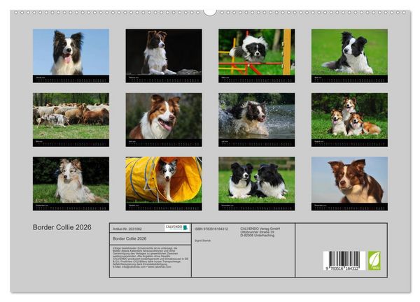 Produktbild: Border Collie 2026 (hochwertiger Premium Wandkalender 2026 DIN A2 quer), Kunstdruck in Hochglanz