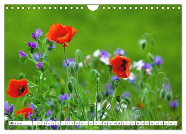 Produktbild: MohnTage (Wandkalender 2026 DIN A4 quer), CALVENDO Monatskalender