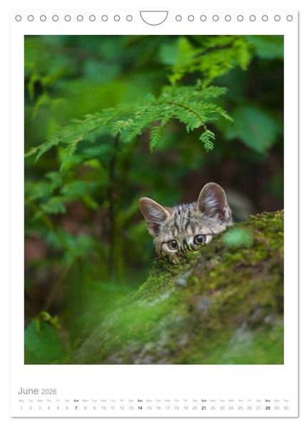 Produktbild: European Wildcats (Wall Calendar 2026 DIN A4 portrait), CALVENDO 12 Month Wall Calendar