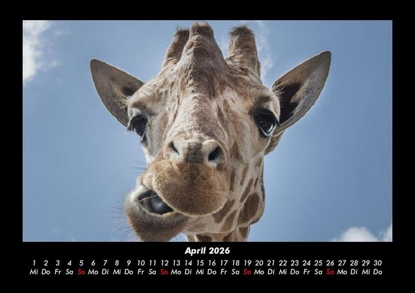 Produktbild: Giraffen 2026 Fotokalender DIN A3