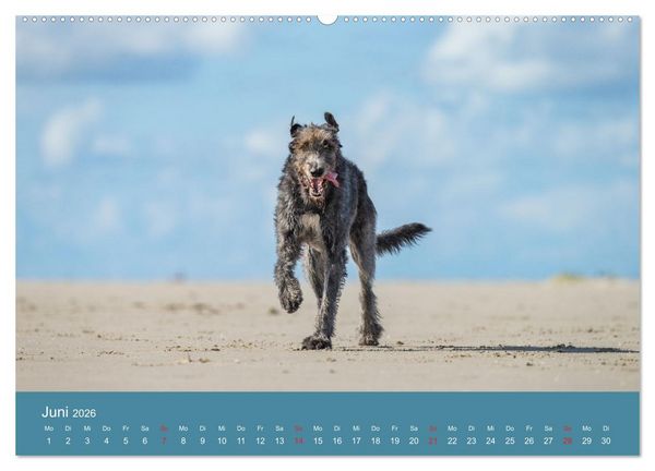 Produktbild: Irische Wolfshunde (hochwertiger Premium Wandkalender 2026 DIN A2 quer), Kunstdruck in Hochglanz