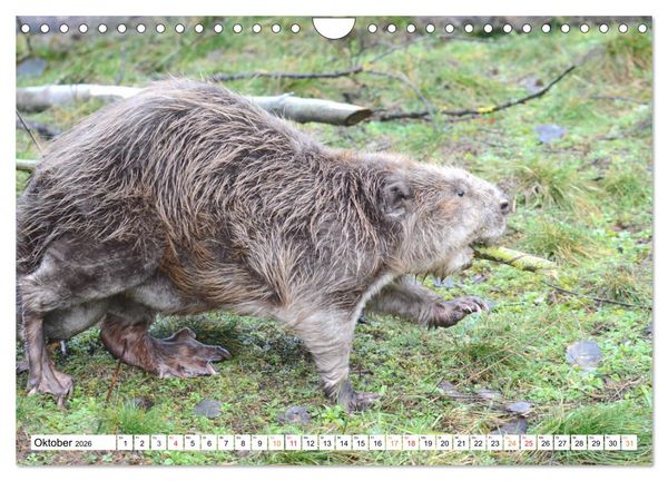 Produktbild: Der Biber, ein guter Bauhandwerker (Wandkalender 2026 DIN A4 quer), CALVENDO Monatskalender