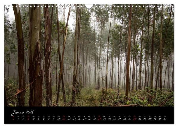Produktbild: Wald (Wandkalender 2026 DIN A3 quer), CALVENDO Monatskalender