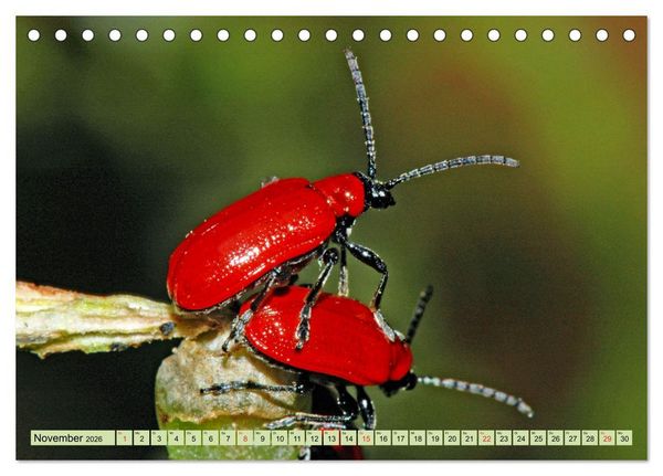 Produktbild: Farbenpracht der Insekten (Tischkalender 2026 DIN A5 quer), CALVENDO Monatskalender