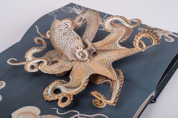 Wunderwesen aus der Tiefe. Ernst Haeckel