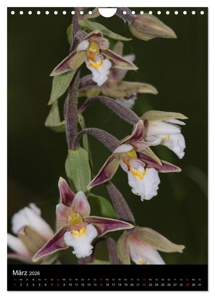 Produktbild: Wildwachsende Orchideen in Deutschland (Wandkalender 2026 DIN A4 hoch), CALVENDO Monatskalender