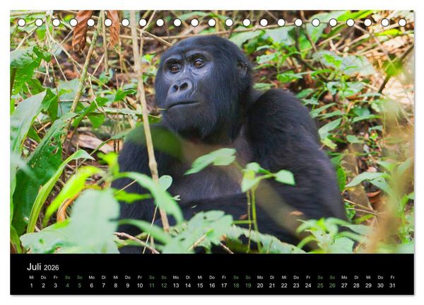 Produktbild: Ugandas friedliche Berggorillas (Tischkalender 2026 DIN A5 quer), CALVENDO Monatskalender