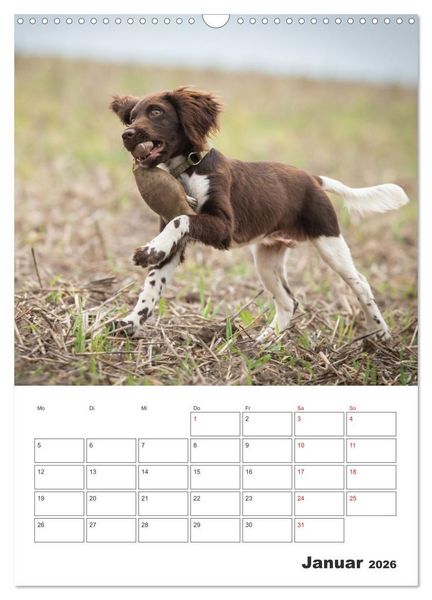Produktbild: Geboren um zu Jagen. Der kleine M&uuml;nsterl&auml;nder (Wandkalender 2026 DIN A3 hoch), CALVENDO Monatskalender