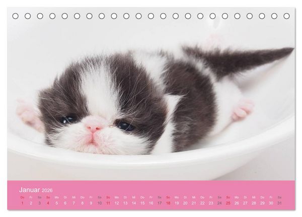 Produktbild: S&uuml;&szlig;e Tier-Babys! (Tischkalender 2026 DIN A5 quer), CALVENDO Monatskalender
