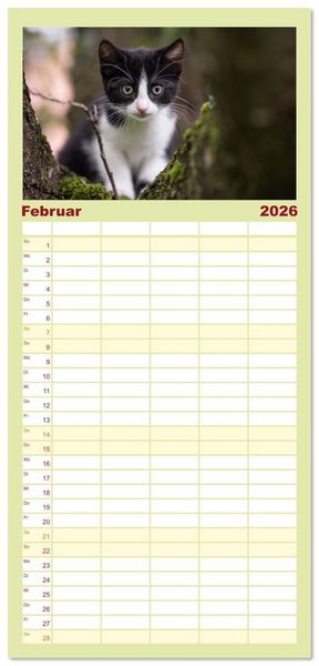 Produktbild: Familienplaner 2026 - Kitten auf Entdeckungsreise mit 5 Spalten (Wandkalender, 21 x 45 cm) CALVENDO
