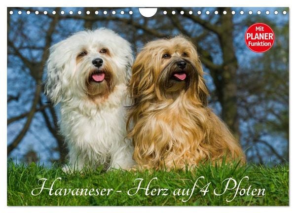 Produktbild: Havaneser - Herz auf 4 Pfoten (Wandkalender 2026 DIN A4 quer), CALVENDO Monatskalender