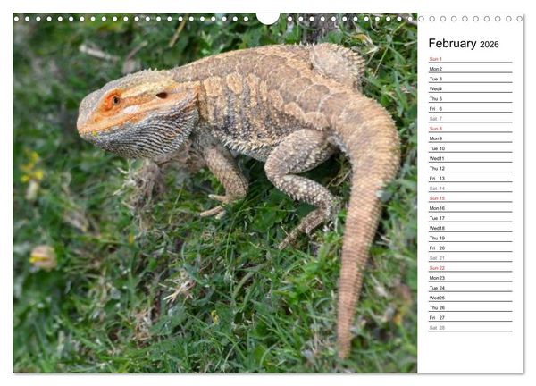 Produktbild: Close to Australian Bearded Dragons (Wall Calendar 2026 DIN A3 landscape), CALVENDO 12 Month Wall Calendar