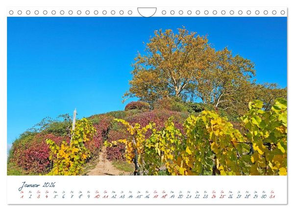 Produktbild: K&ouml;nigswinter-Oberdollendorf &ndash; Traum-Trip durch farbenpr&auml;chtige Weinberge (Wandkalender 2026 DIN A4 quer), CALVENDO Monatskalender