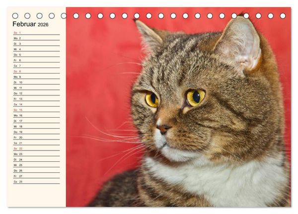 Produktbild: Bezaubernde Rassekatzen (Tischkalender 2026 DIN A5 quer), CALVENDO Monatskalender