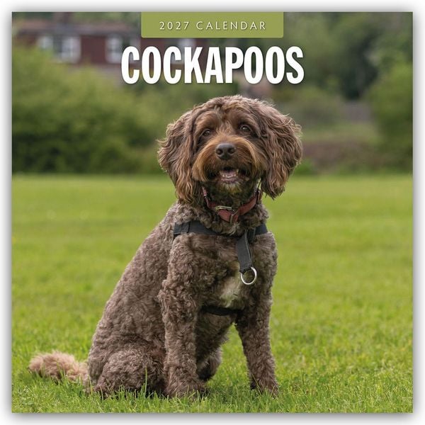 Produktbild: Cockapoos &ndash; Cockapoo 2027 &ndash; 16-Monatskalender