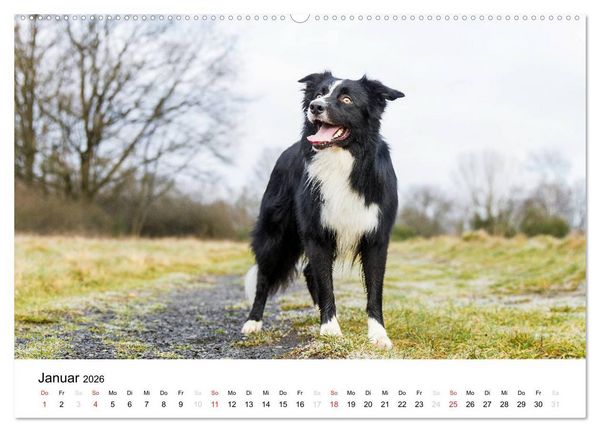 Produktbild: Border Collies 2026 (hochwertiger Premium Wandkalender 2026 DIN A2 quer), Kunstdruck in Hochglanz
