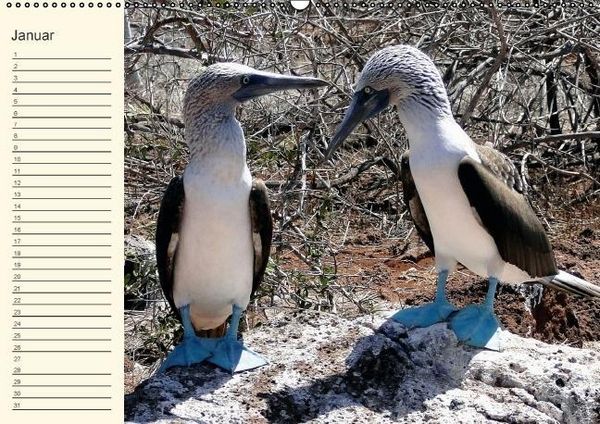 Produktbild: Gal&aacute;pagos Geburtstagskalender (Wandkalender immerw&auml;hrend DIN A2 quer)