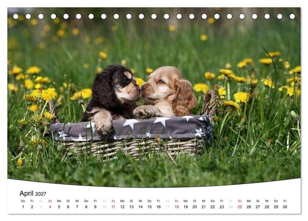 Produktbild: Welpen - Puppies (Tischkalender 2027 DIN A5 quer), CALVENDO Monatskalender