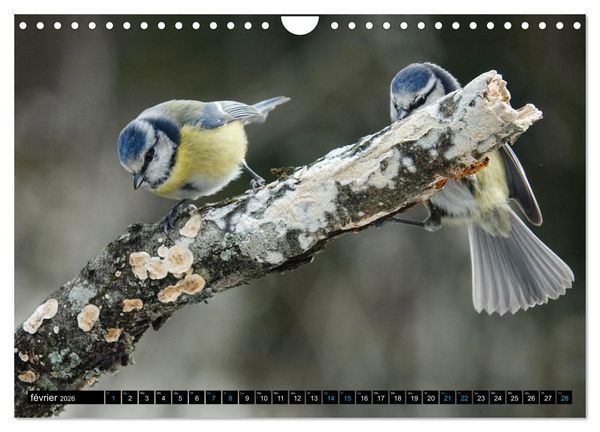 Produktbild: Mes anges bleus en &Icirc;le-de-France (Calendrier mural 2026 DIN A4 vertical), CALVENDO calendrier mensuel