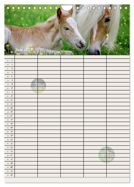 Produktbild: Haflinger Pferde - Stall- und Familienplaner 2026 (Wandkalender 2026 DIN A4 hoch), CALVENDO Monatskalender