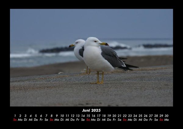 Produktbild: M&ouml;wen 2025 Fotokalender DIN A3
