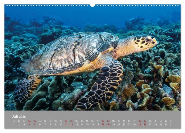 Produktbild: Karibische Meeresschildkr&ouml;ten (hochwertiger Premium Wandkalender 2026 DIN A2 quer), Kunstdruck in Hochglanz
