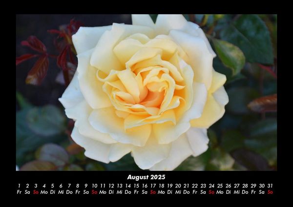 Produktbild: Rosentraum 2025 Fotokalender DIN A3