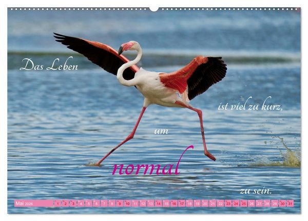 Produktbild: The Power Of Pink (hochwertiger Premium Wandkalender 2026 DIN A2 quer), Kunstdruck in Hochglanz